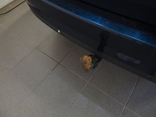 Kombi Skoda Superb 9 av 23