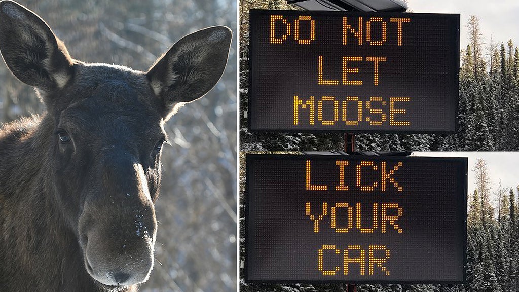 Foto kollage: Pixabay, Twitter